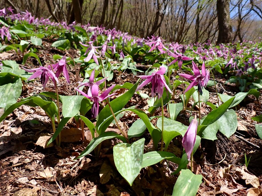 ハチブセ山～笈山～恐山！白山里から時計回りに周回！カタクリの群生地で人気の山！【石川県白山市】【4月中旬】